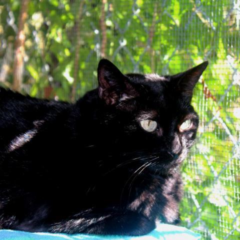 Coco, an adoptable Domestic Short Hair in Tucson, AZ, 85716 | Photo Image 3