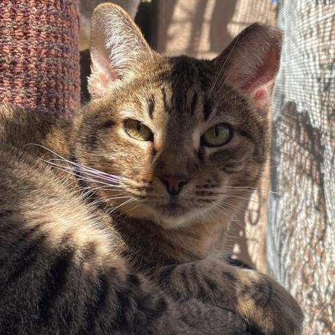 Goldie, an adoptable Domestic Short Hair in Tucson, AZ, 85716 | Photo Image 1