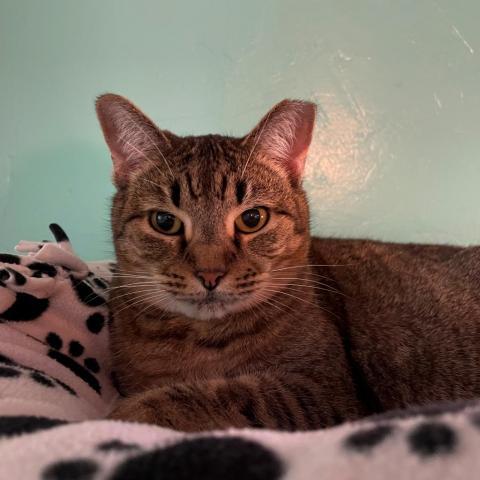 Goldie, an adoptable Domestic Short Hair in Tucson, AZ, 85716 | Photo Image 2