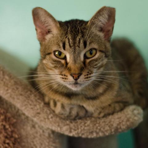 Goldie, an adoptable Domestic Short Hair in Tucson, AZ, 85716 | Photo Image 3