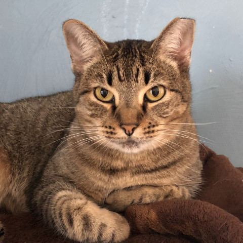 Goldie, an adoptable Domestic Short Hair in Tucson, AZ, 85716 | Photo Image 4