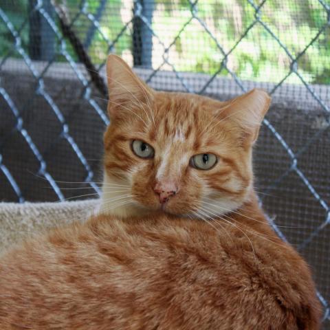 Charlie, an adoptable Domestic Short Hair in Tucson, AZ, 85716 | Photo Image 1