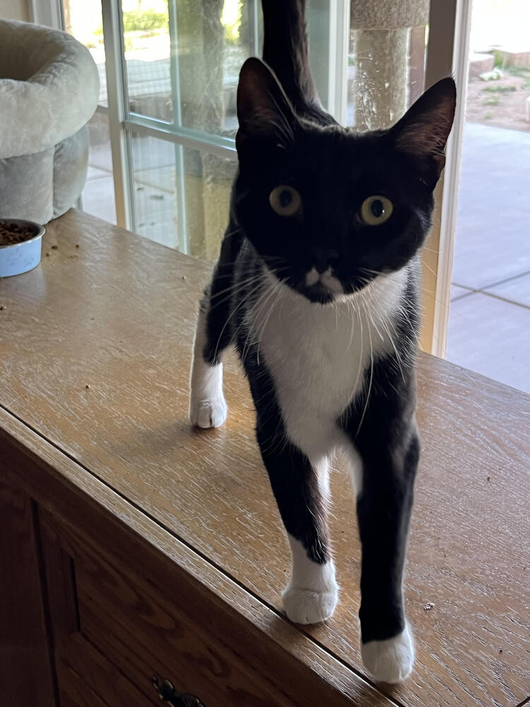 Binx, an adoptable Domestic Short Hair in Lancaster, CA, 93536 | Photo Image 1