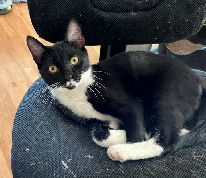 Binx 3