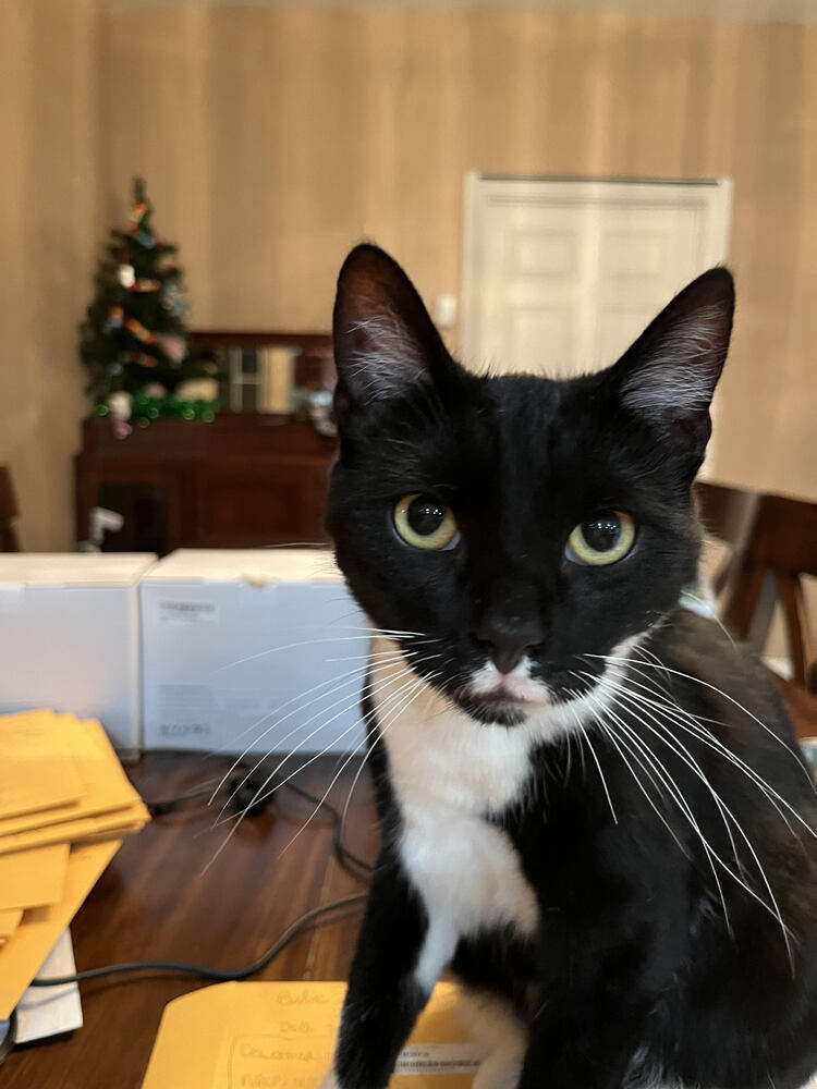 Binx, an adoptable Domestic Short Hair in Lancaster, CA, 93536 | Photo Image 4