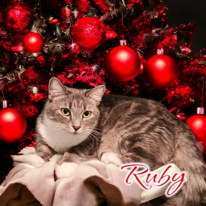 Ruby, an adoptable Domestic Short Hair in Port Clinton, OH_image-1
