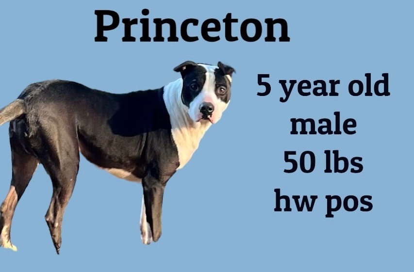 Princeton, an adoptable Pit Bull Terrier in Sorrento, LA, 70778 | Photo Image 1