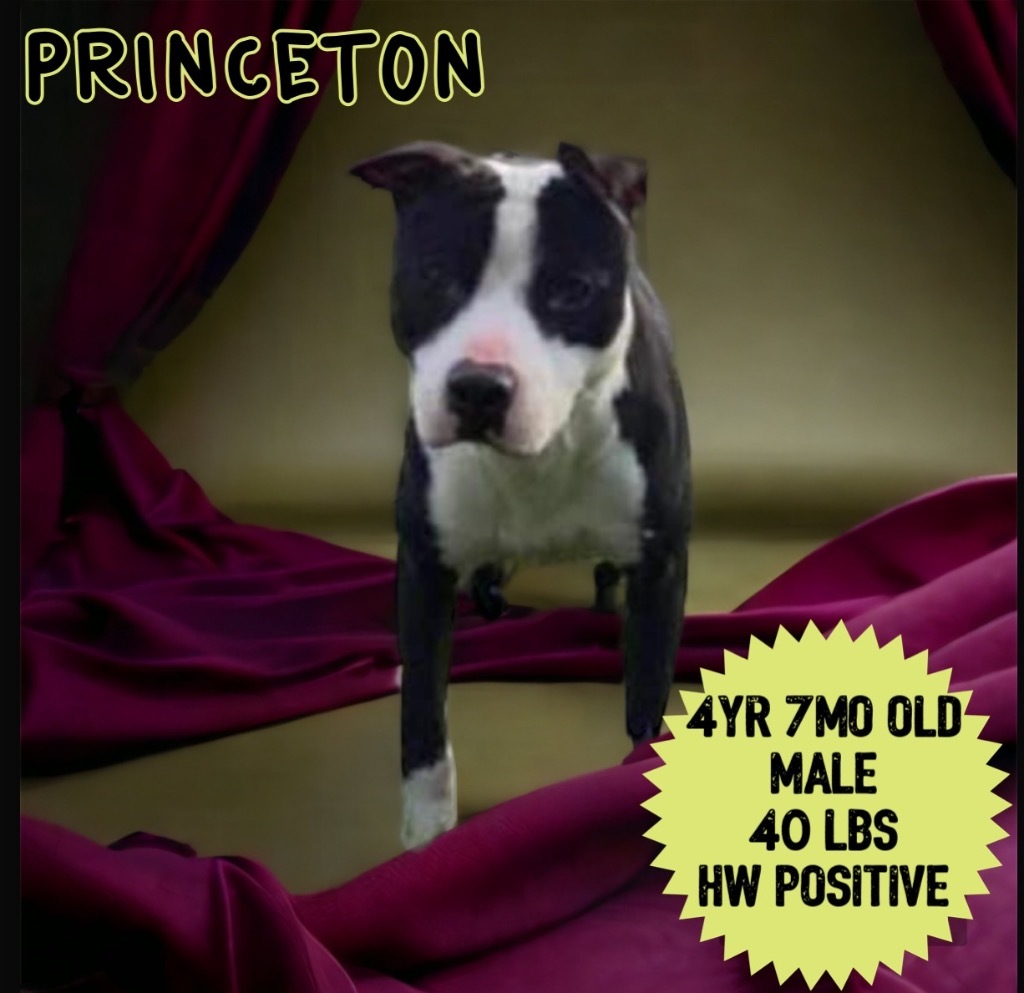Princeton, an adoptable Pit Bull Terrier in Sorrento, LA, 70778 | Photo Image 3