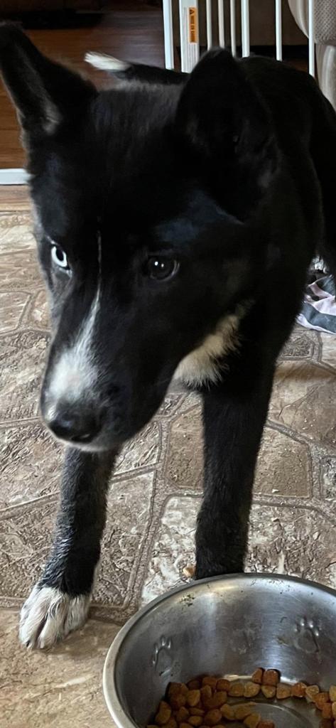 Xena, an adoptable Husky, Cattle Dog in Hastings, NE, 68901 | Photo Image 1