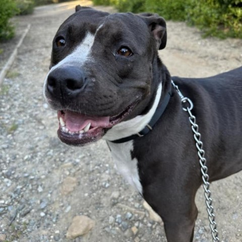 Delores - Claremont Location, an adoptable Pit Bull Terrier in Chino Hills, CA_image-1