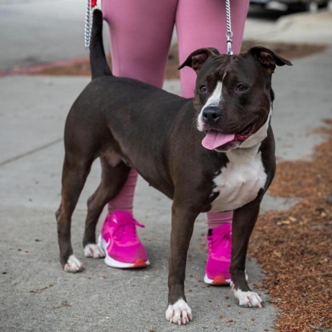 Delores - Claremont Location, an adoptable Pit Bull Terrier in Chino Hills, CA_image-5