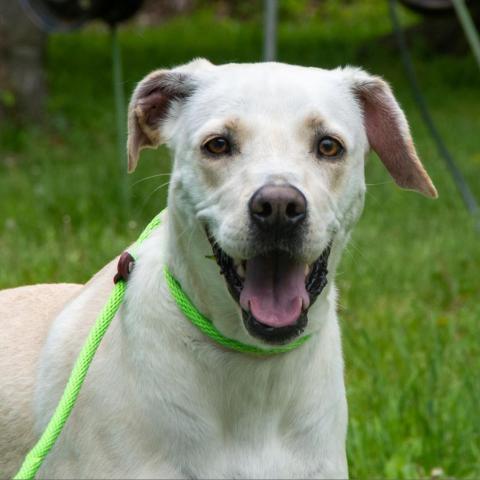 Goldie, an adoptable Labrador Retriever in Middletown, NY, 10940 | Photo Image 1