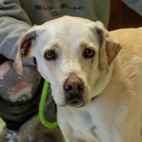 Goldie, an adoptable Labrador Retriever in Middletown, NY, 10940 | Photo Image 2