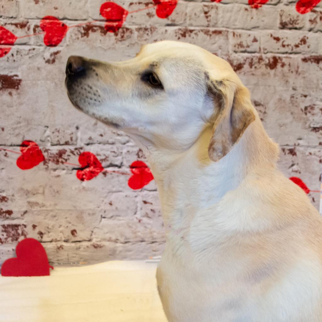 Goldie, an adoptable Labrador Retriever in Middletown, NY, 10940 | Photo Image 2