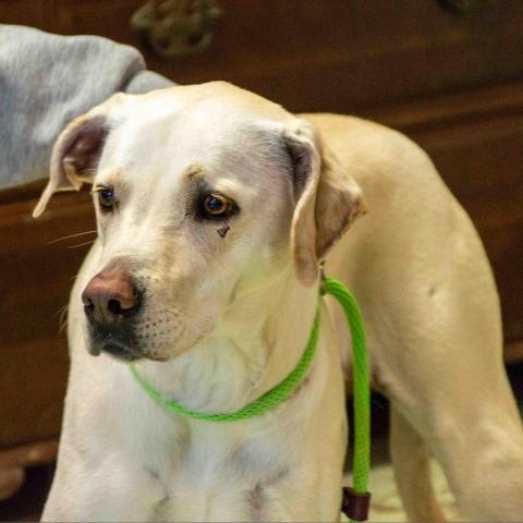 Goldie, an adoptable Labrador Retriever in Middletown, NY, 10940 | Photo Image 3