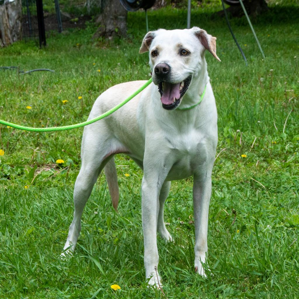 Goldie, an adoptable Labrador Retriever in Middletown, NY, 10940 | Photo Image 3