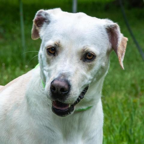 Goldie, an adoptable Labrador Retriever in Middletown, NY, 10940 | Photo Image 4