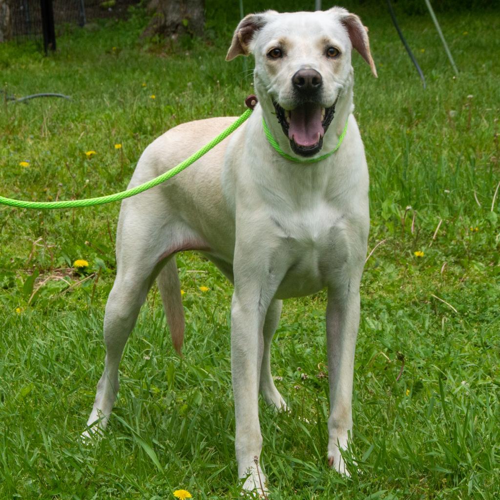 Goldie, an adoptable Labrador Retriever in Middletown, NY, 10940 | Photo Image 4