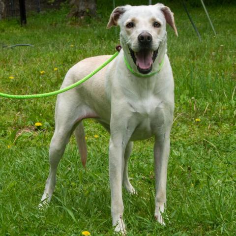 Goldie, an adoptable Labrador Retriever in Middletown, NY, 10940 | Photo Image 5