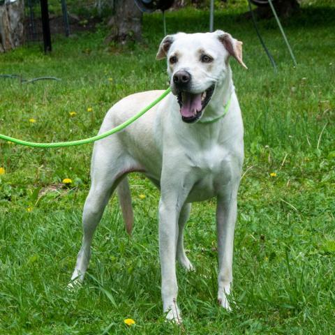 Goldie, an adoptable Labrador Retriever in Middletown, NY, 10940 | Photo Image 6