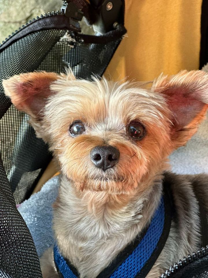 Yorkie adoption near sales me