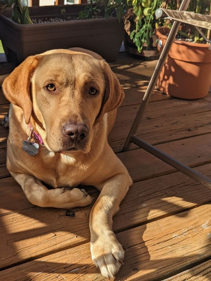 Reese, an adopted Labrador Retriever in Warrington, PA_image-1