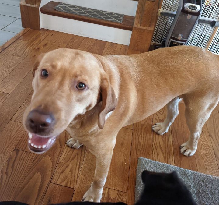 Reese, an adopted Labrador Retriever in Warrington, PA_image-4