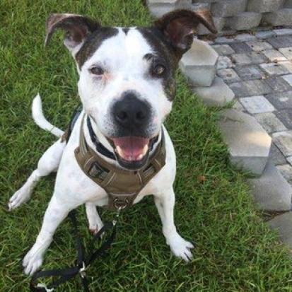 Meagan Roo, an adoptable Mixed Breed in North Myrtle Beach, SC, 29582 | Photo Image 1