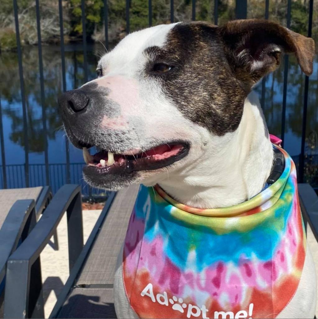 Meagan Roo, an adoptable Mixed Breed in North Myrtle Beach, SC, 29582 | Photo Image 1