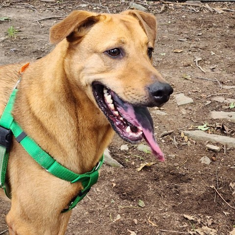 Dani, an adoptable Black Mouth Cur in Middletown, NY, 10940 | Photo Image 1