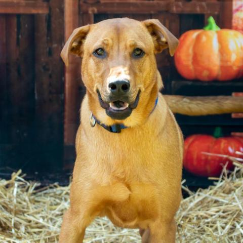 Dani, an adoptable Black Mouth Cur in Middletown, NY, 10940 | Photo Image 2