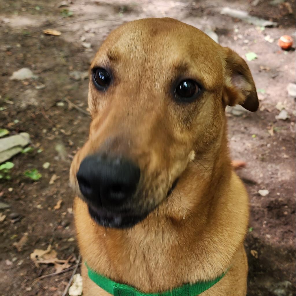 Dani, an adoptable Black Mouth Cur in Middletown, NY, 10940 | Photo Image 2