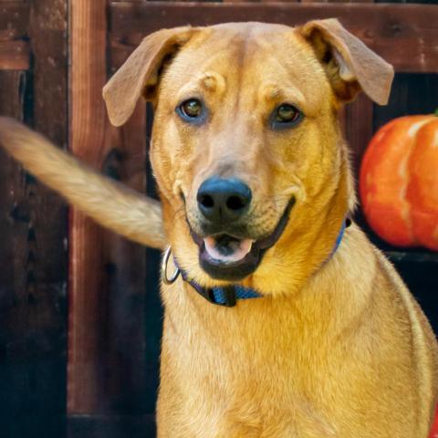 Dani, an adoptable Black Mouth Cur in Middletown, NY, 10940 | Photo Image 3