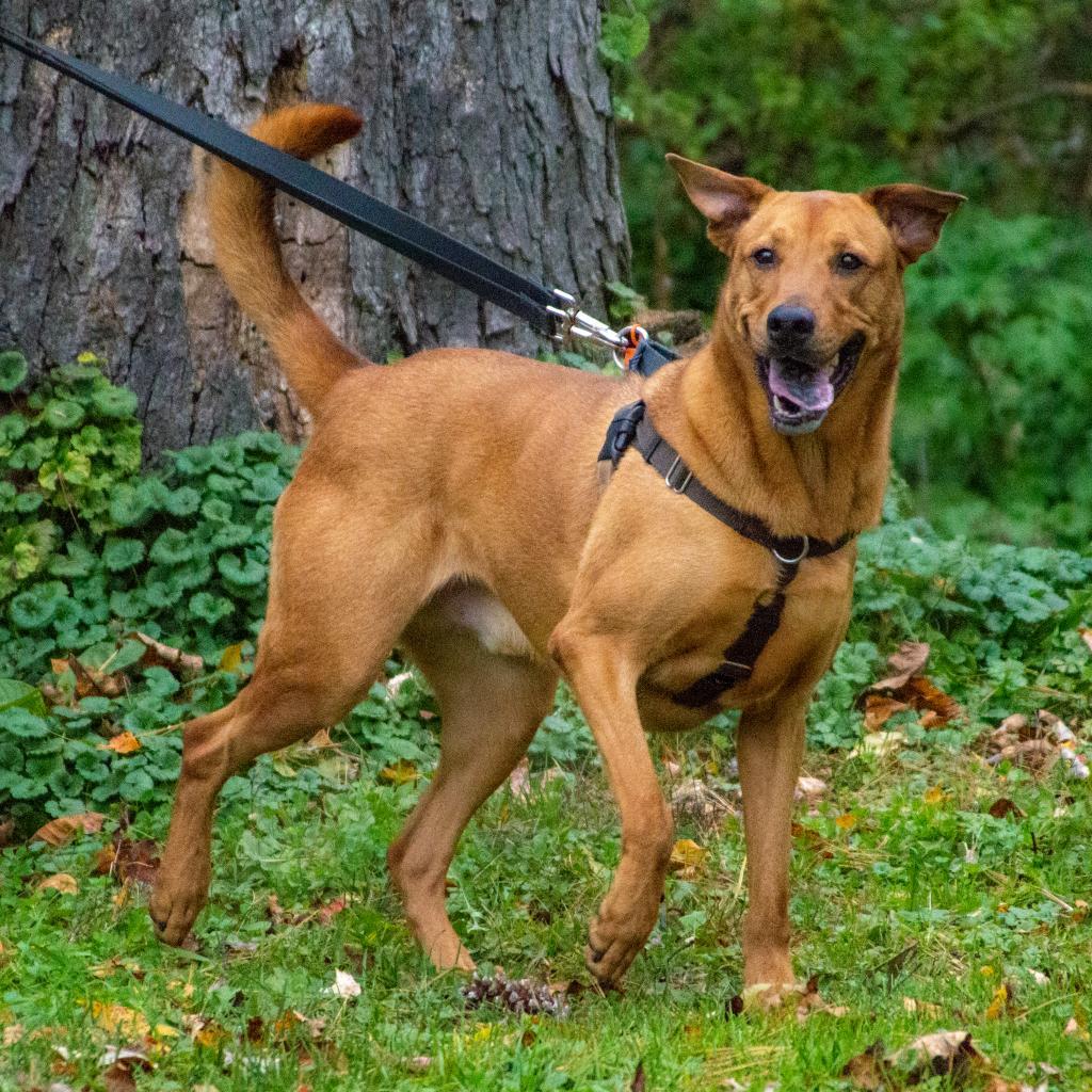 Dani, an adoptable Black Mouth Cur in Middletown, NY, 10940 | Photo Image 3