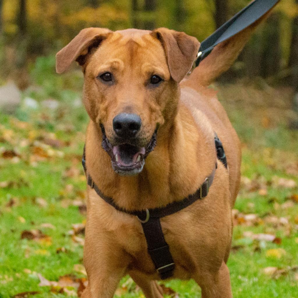 Dani, an adoptable Black Mouth Cur in Middletown, NY, 10940 | Photo Image 4