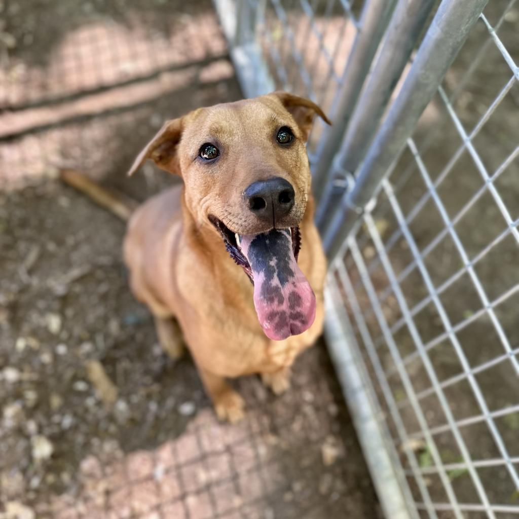 Dani, an adoptable Black Mouth Cur in Middletown, NY, 10940 | Photo Image 5