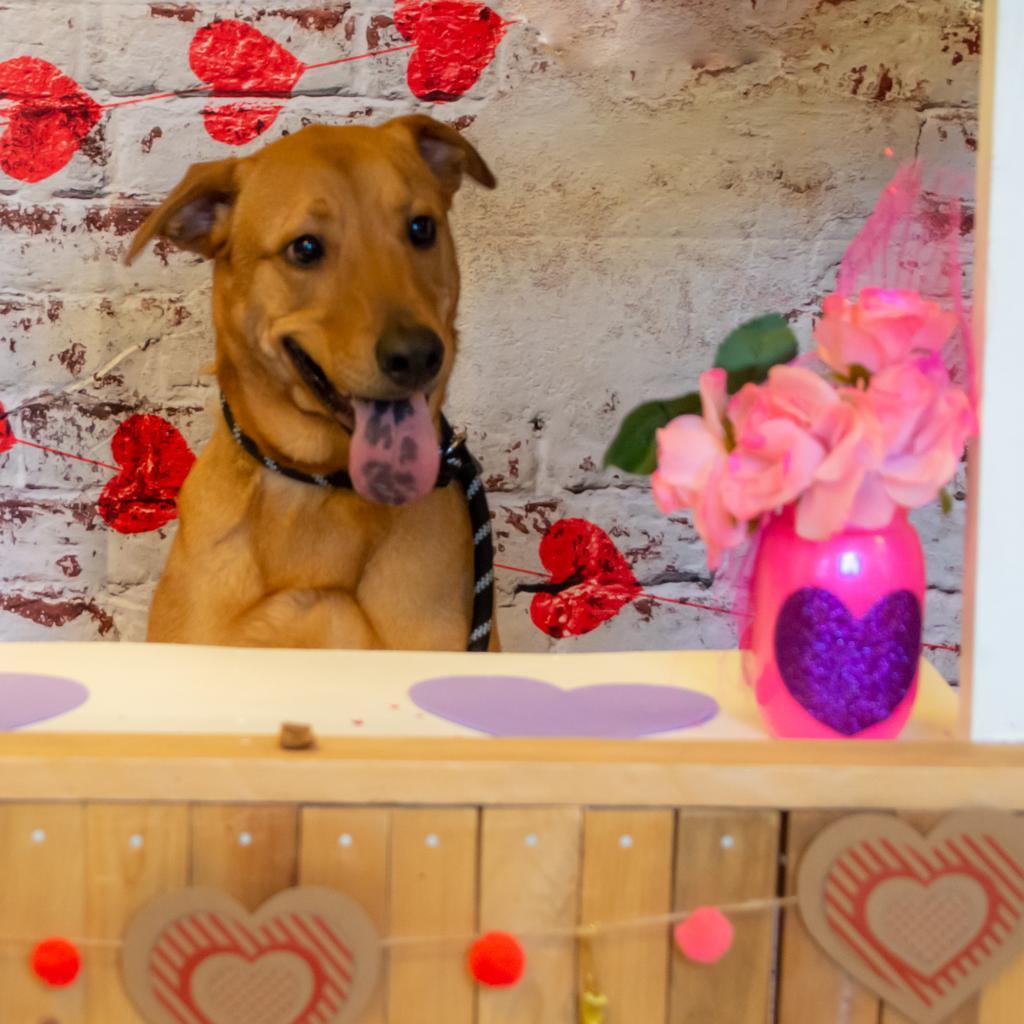 Dani, an adoptable Black Mouth Cur in Middletown, NY, 10940 | Photo Image 6