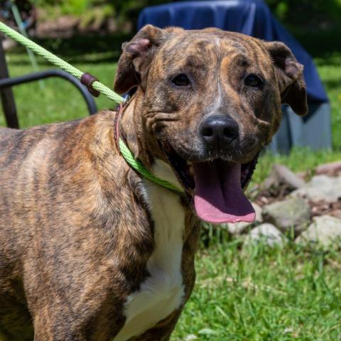 Chloe, an adoptable Hound in Middletown, NY, 10940 | Photo Image 2