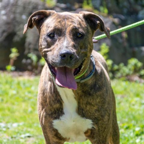 Chloe, an adoptable Hound in Middletown, NY, 10940 | Photo Image 2