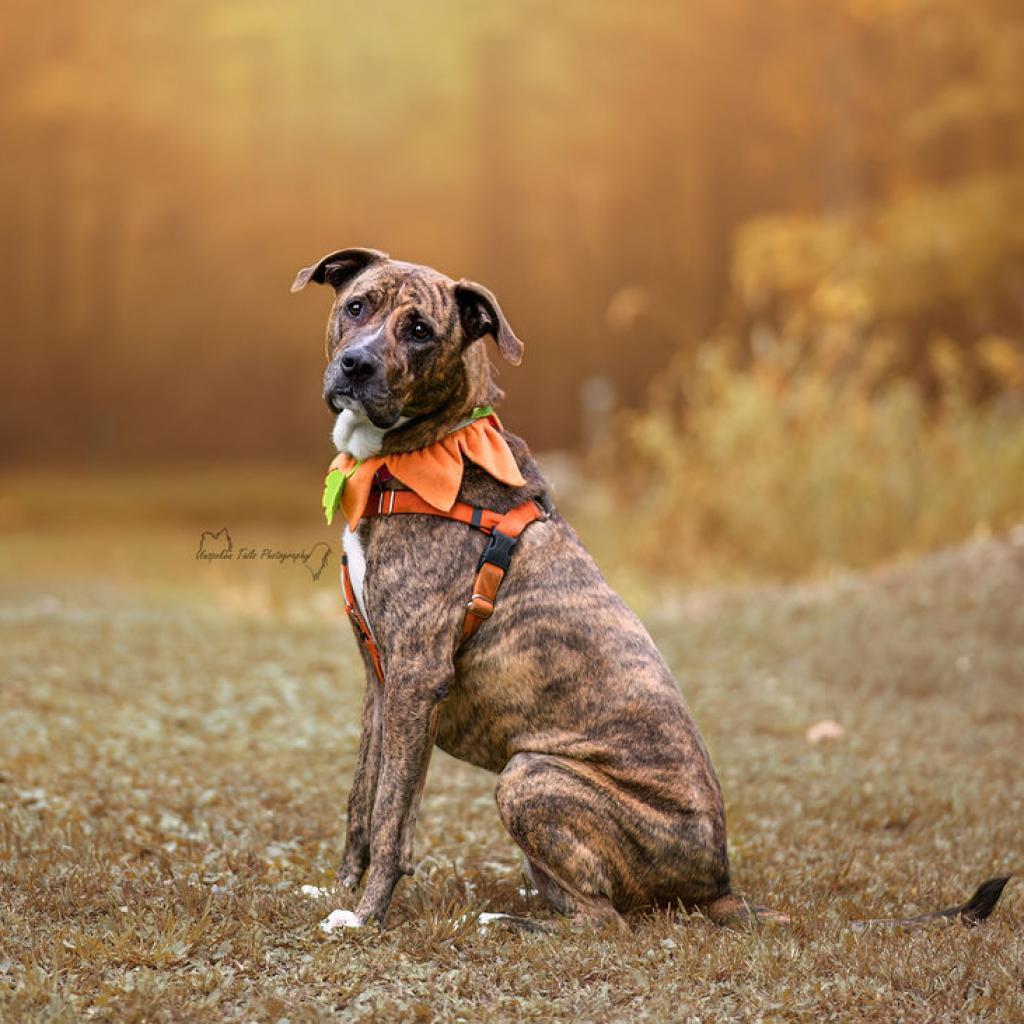 Chloe, an adoptable Hound in Middletown, NY, 10940 | Photo Image 2