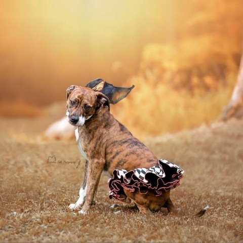 Chloe, an adoptable Hound in Middletown, NY, 10940 | Photo Image 3