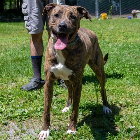 Chloe, an adoptable Hound in Middletown, NY, 10940 | Photo Image 4