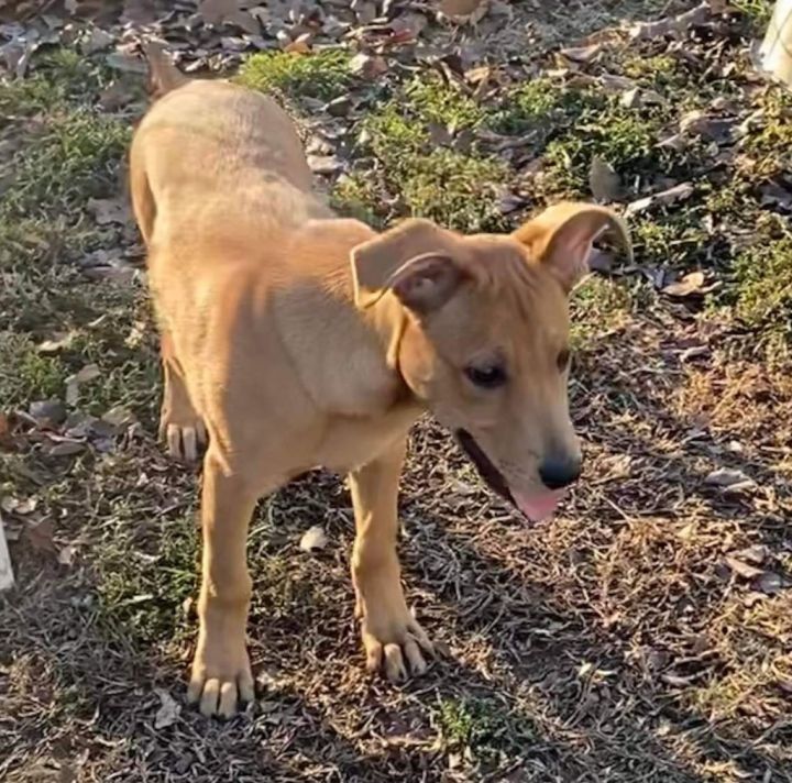 Mike, an adoptable German Shepherd Dog Mix in Murphysboro, IL_image-3