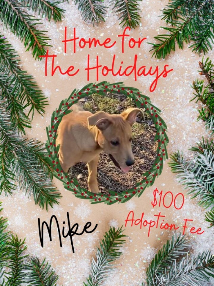 Mike, an adoptable German Shepherd Dog Mix in Murphysboro, IL_image-4
