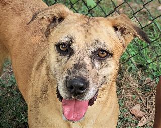 FRECKLES, an adoptable Catahoula Leopard Dog, Labrador Retriever in Little Rock, AR, 72210 | Photo Image 1