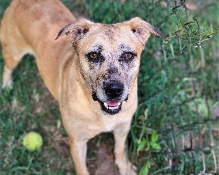 FRECKLES, an adoptable Catahoula Leopard Dog, Labrador Retriever in Little Rock, AR, 72210 | Photo Image 2