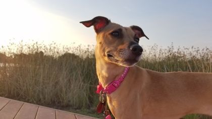 Sophie, an adopted Italian Greyhound in New Orleans, LA_image-1