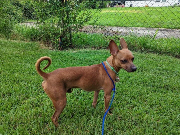 Cricket Roo, an adoptable Chihuahua Mix in New Orleans, LA_image-3