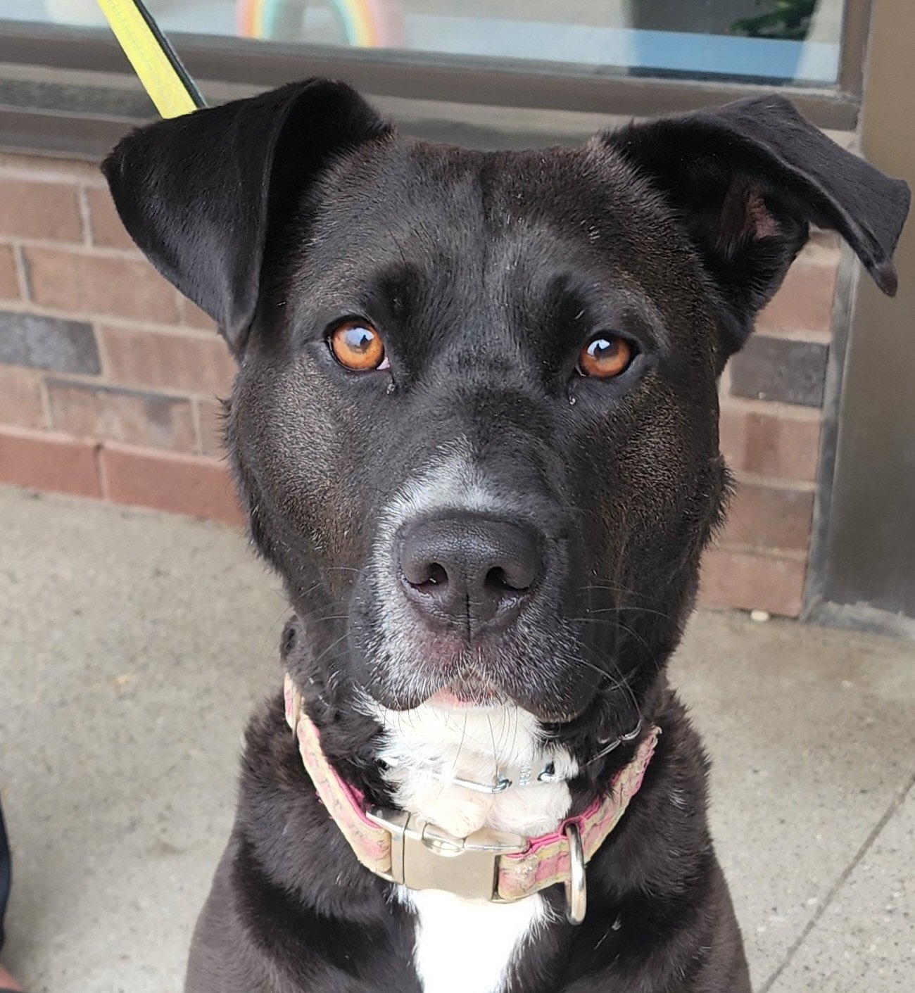 Duke, an adoptable Labrador Retriever, Border Collie in London, ON, N6H 5C4 | Photo Image 1