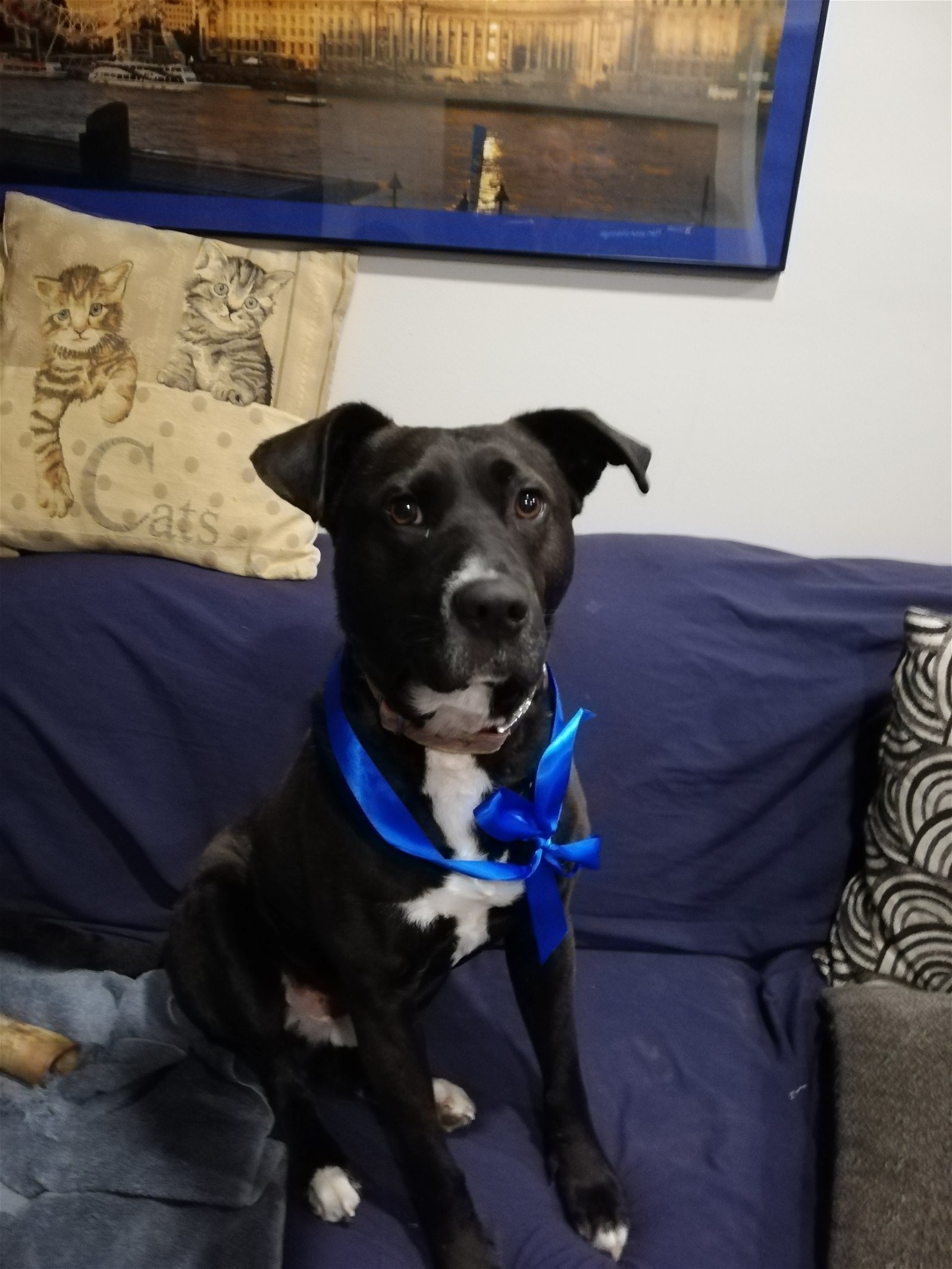 Duke, an adoptable Labrador Retriever, Border Collie in London, ON, N6H 5C4 | Photo Image 2